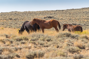 Naklejka premium wild mustangs on Wyoming prairie