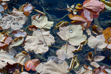 Leaves Floating on the Lake
