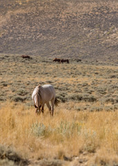 Obraz na płótnie Canvas Wild horses on Wyoming Prairie