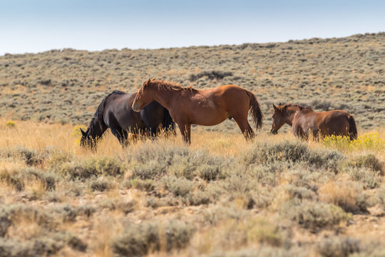 Wild Mustangs On Wyoming Prairie