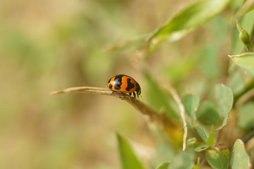 Lady bird