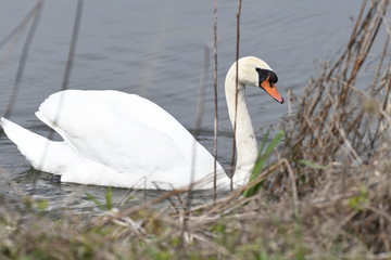 Schwan