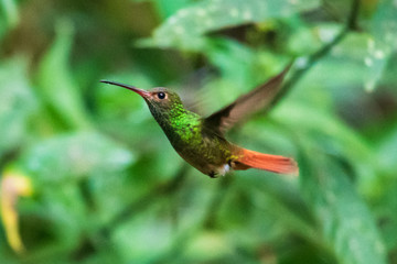 Plakat Hummingbird(Trochilidae)Flying gems