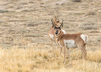 Naklejka na ściany i meble Wild Pronghorn Antelope in late summer Wyoming prairie