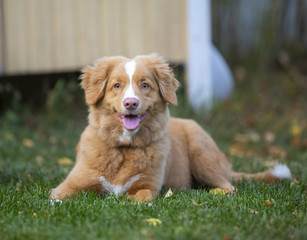 Puppy toller dog outdoor. The dog breed is Nova Scotia duck tolling retriever. The dog is 12 weeks old.