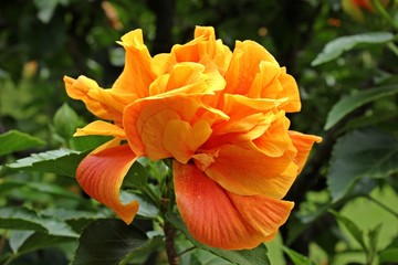 Chinesischer Hibiskus (Hibiscus rosa-sinensis), orange gefüllte Blüte © Schmutzler-Schaub