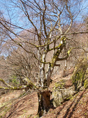 Fagus sylvatica. Tronc de hêtre commun ou hêtre européen.