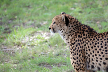 Cheetah