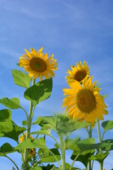 Drei große Sonnenblumen mit viel blauem Himmel