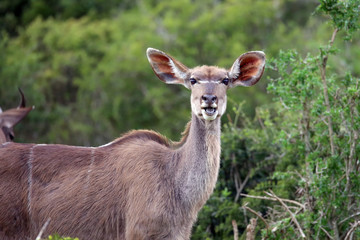Kudu
