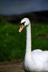 Male Swan defending his ground