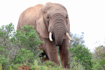 African Elephant