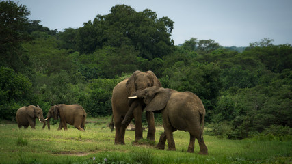 Couple of Elephant playing in the wild during the green season