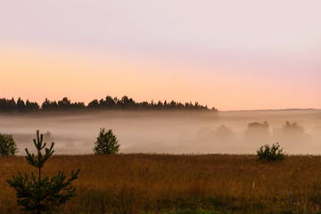 Fog in the forest glade at sunrise.