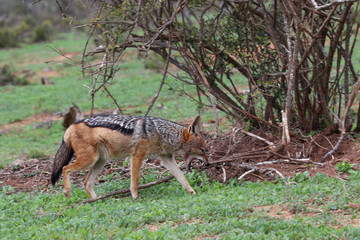 Black Backed Jackal
