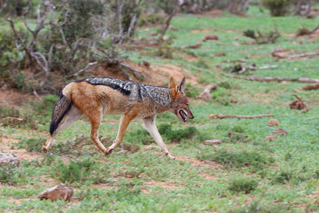 Black Backed Jackal