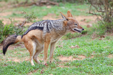 Black Backed Jackal