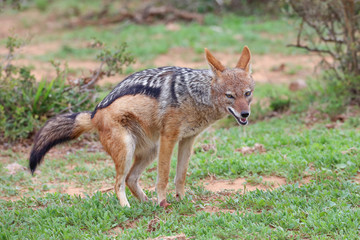 Black Backed Jackal