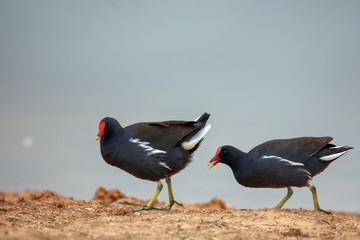 common moorhen