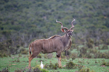 Kudu