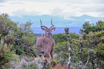 Kudu
