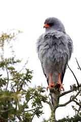 Pale Chanting Goshawk
