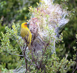 Cape Weaver