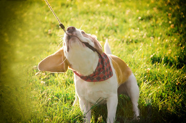 Funny stubborn beagle puppy in the sunshine pulling its leash with its teeth as if playing...