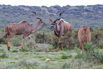 Kudu