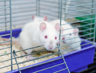 Curious white laboratory rat looking out of a cage in a laboratory (in blue tones)