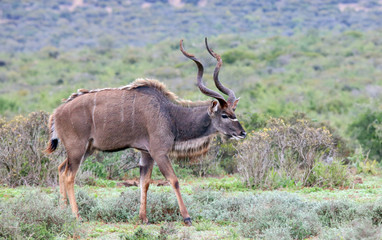 Obraz na płótnie Canvas Kudu