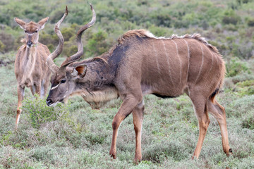 Kudu