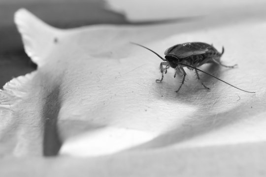 Home Russian cockroach on sticky trap, front view - black and white