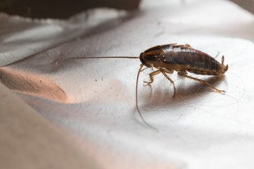 Home Russian cockroach on a sticky trap