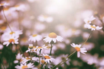 Photo sur Plexiglas Marguerites little daisy in the garden grass