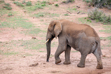 Obraz premium African Elephant