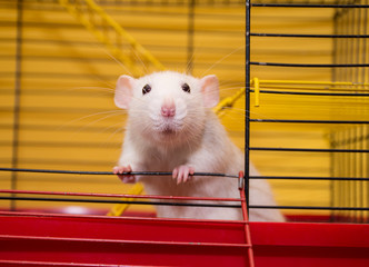 Cute laboratory rat of the dumbo breed looking out of a cage in a laboratory (selective focus on...