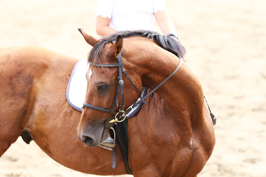 Sport horse close up under old leather saddle on dressage competition. Equestrian sport background.