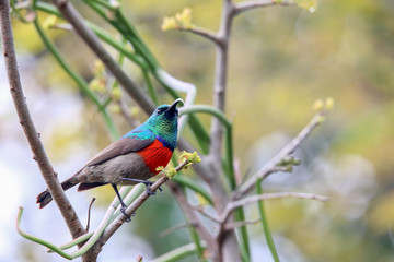 Southern or Greater Double-Collared Sunbird