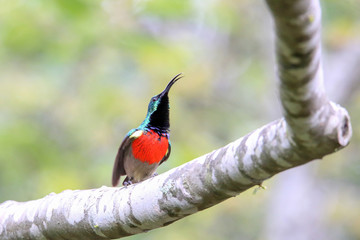 Southern or Greater Double-Collared Sunbird