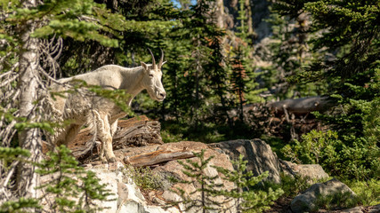 Mountain goat in the wilderness finds a viewing point from the top of a rock in the forest