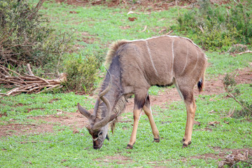 Kudu