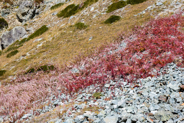 Alps mountain slope with colorful vegetations and fireweed in autumn red