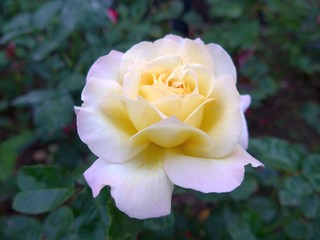 White rose in the garden