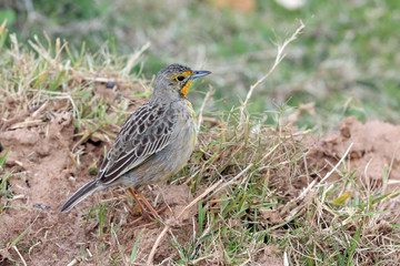 Cape Longclaw