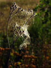 cobweb on dry grass