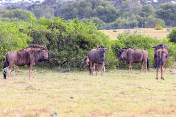 blue wildebeest