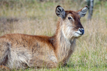 Female waterbuck