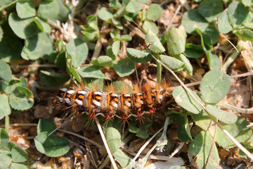 Caterpillar of Acronicta rumicis or knot grass