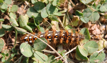 Caterpillar of Acronicta rumicis or knot grass